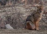 Expansion of Golden jackals across Europe creates tricky legal issues